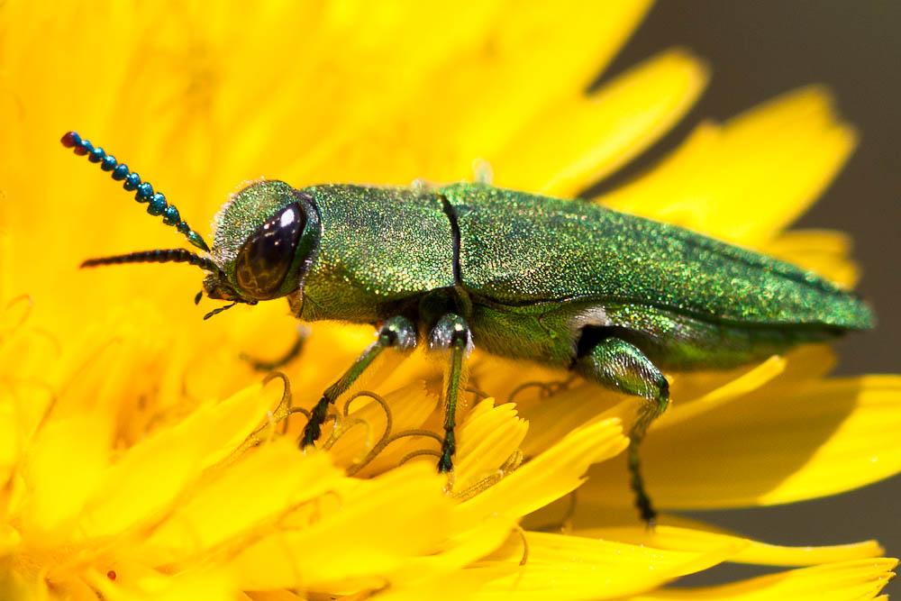 Bupreste hongrois Anthaxia hungarica (Scopoli, 1772)