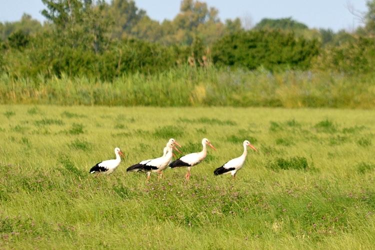 Cigogne blanche Ciconia ciconia (Linnaeus, 1758)