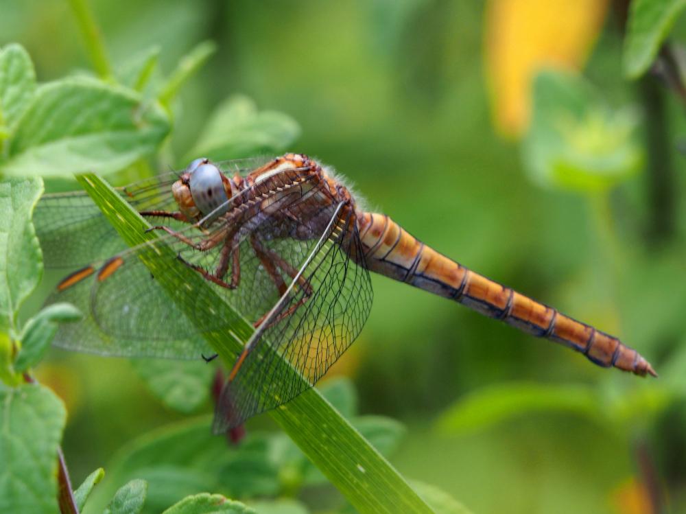 Orthétrum bleuissant (L') Orthetrum coerulescens (Fabricius, 1798)