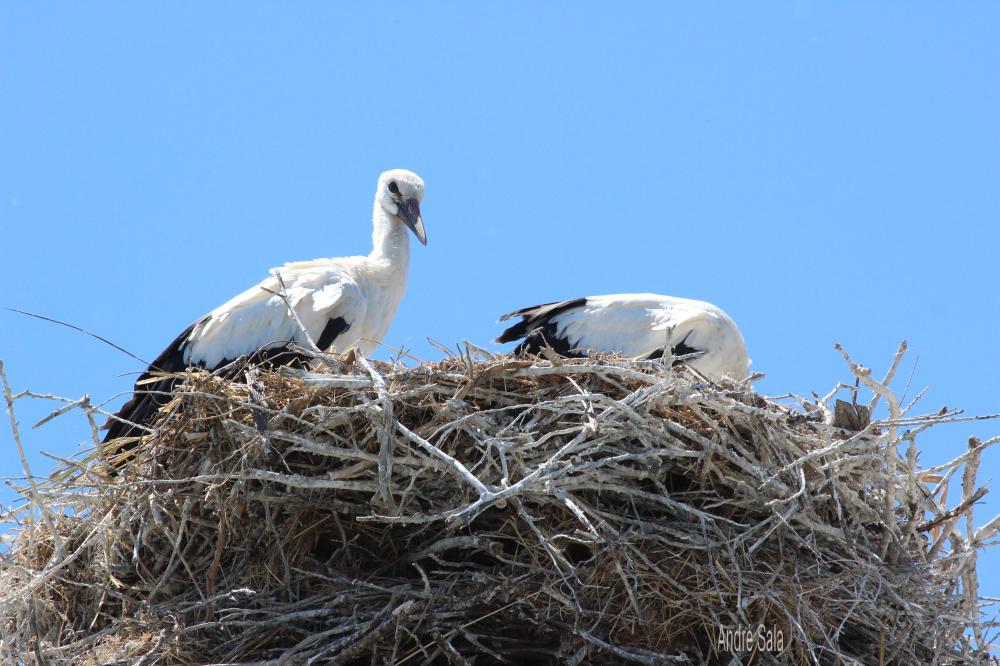 Cigogne blanche Ciconia ciconia (Linnaeus, 1758)