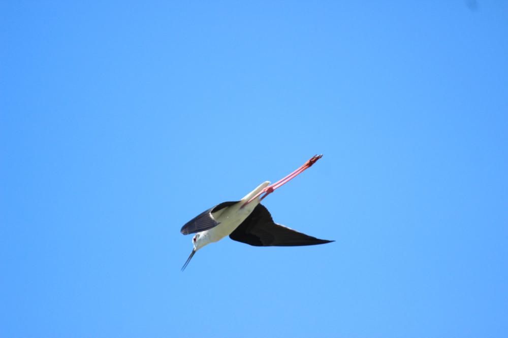 Echasse blanche Himantopus himantopus (Linnaeus, 1758)