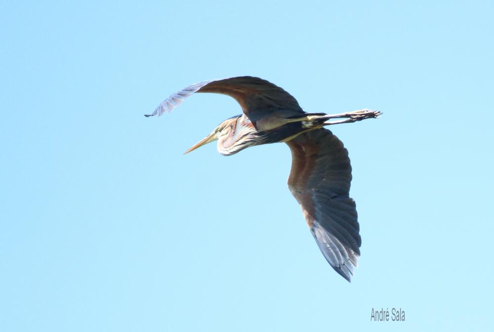 Héron pourpré Ardea purpurea Linnaeus, 1766