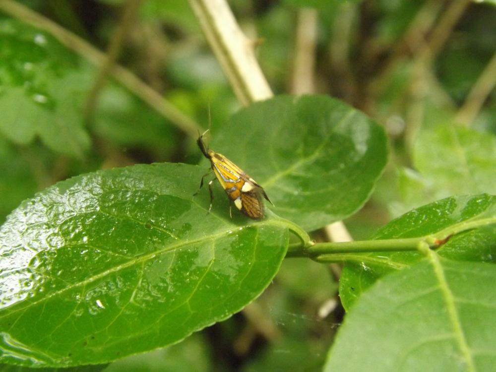 Alabonia geoffrella (Linnaeus, 1767)