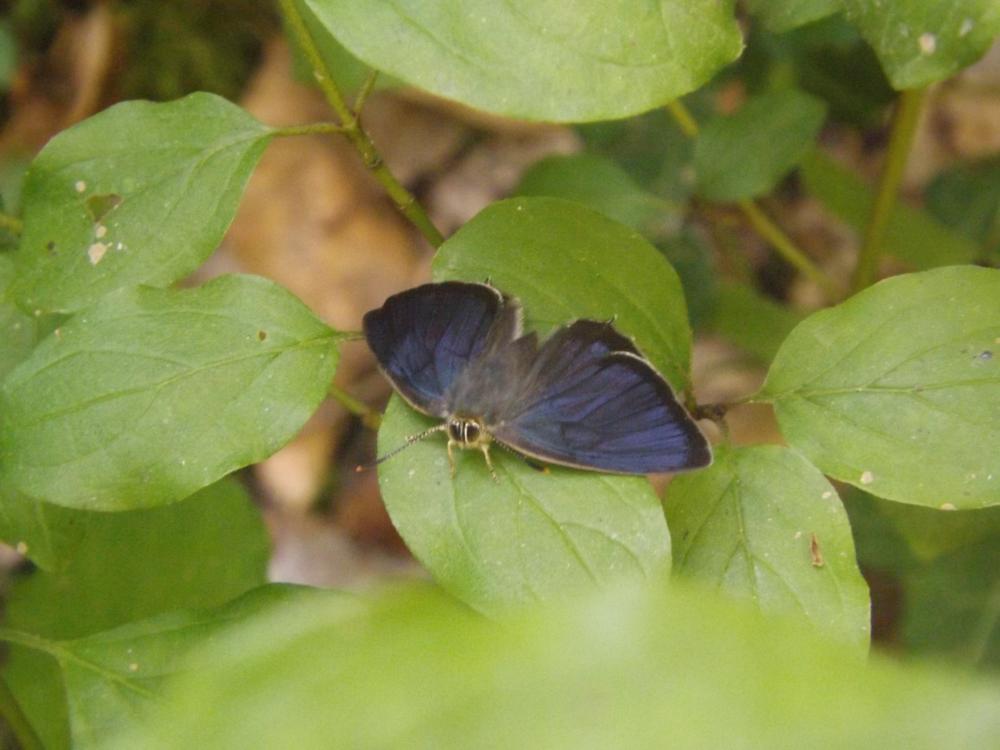 Thécla du Chêne (La), Porte-Queue bleu à une bande Quercusia quercus (Linnaeus, 1758)