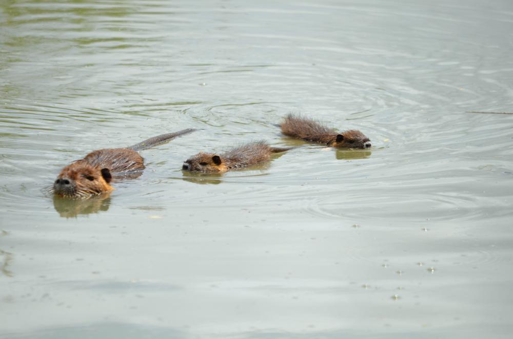 Ragondin Myocastor coypus (Molina, 1782)