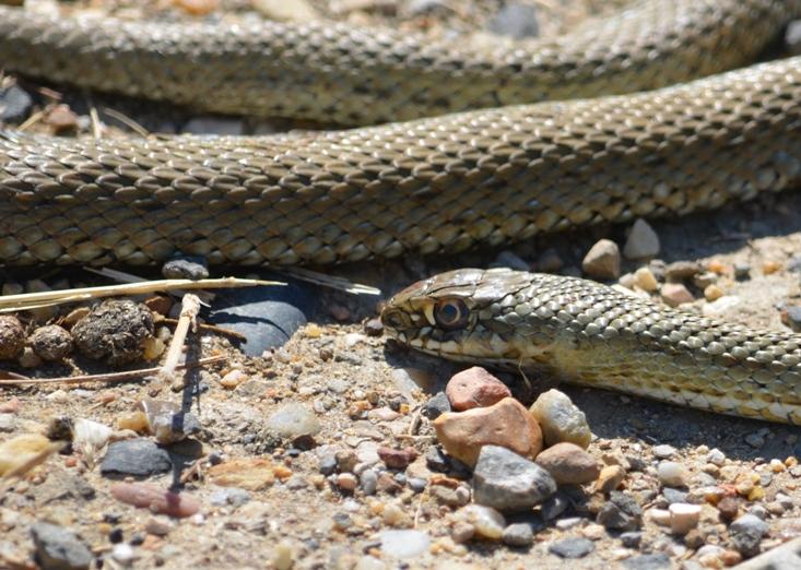 La Couleuvre de Montpellier Malpolon monspessulanus (Hermann, 1804)