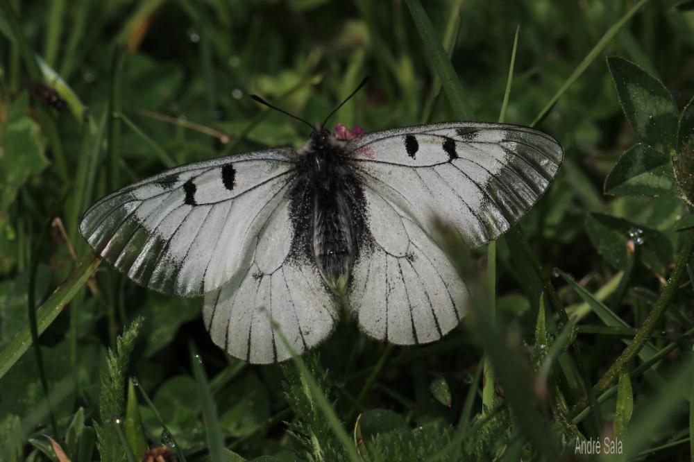 Semi-Apollon (Le) Parnassius mnemosyne (Linnaeus, 1758)