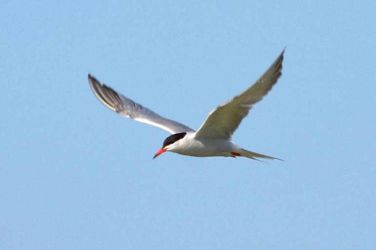 Sterne pierregarin Sterna hirundo Linnaeus, 1758