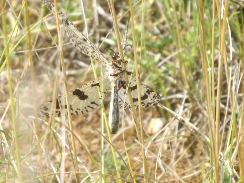Palpares libelluloides (Linnaeus, 1764)