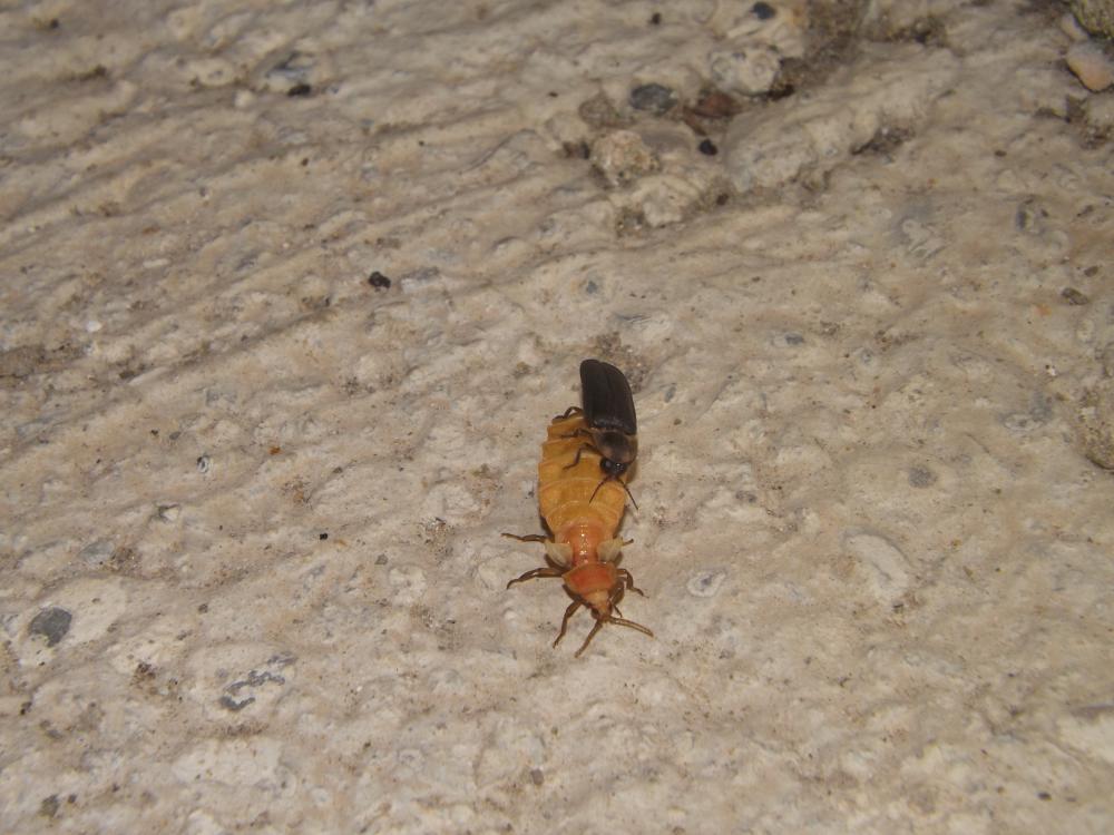 Lampyre méridional Nyctophila reichii (Jacquelin du Val, 1859)