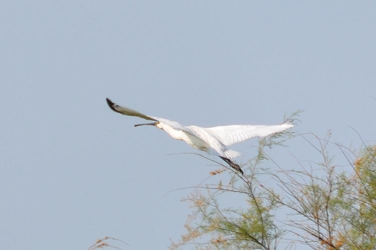 Spatule blanche Platalea leucorodia Linnaeus, 1758
