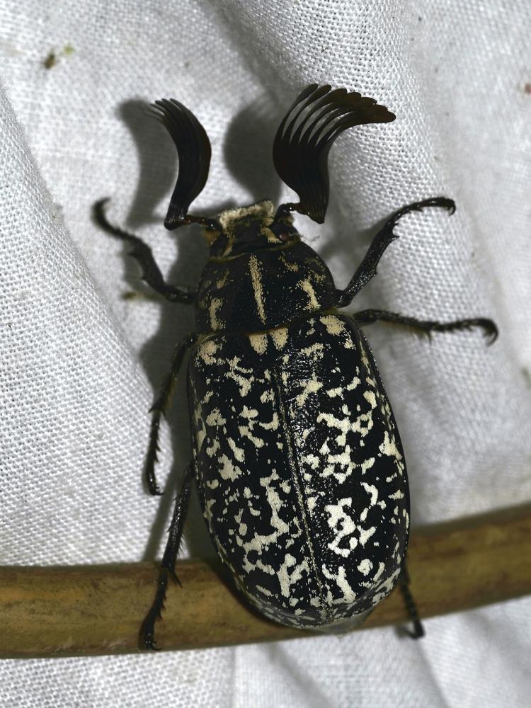 Hanneton foulon, Hanneton des pins Polyphylla fullo (Linnaeus, 1758)