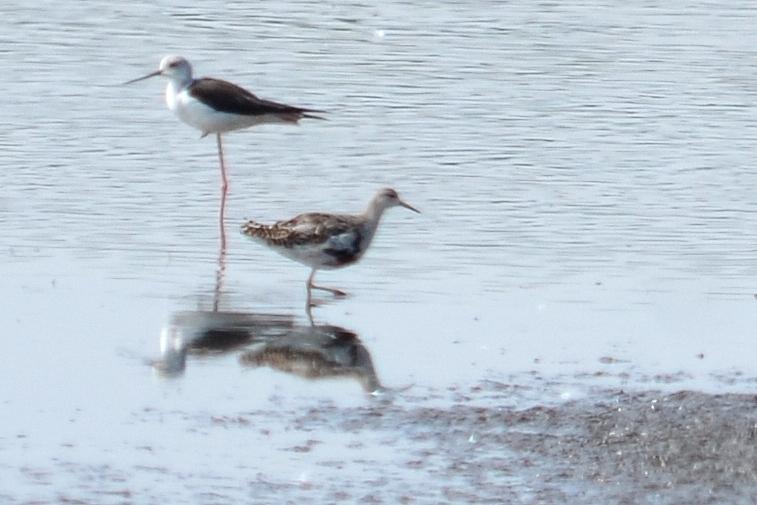Chevalier combattant, Combattant varié Calidris pugnax (Linnaeus, 1758)
