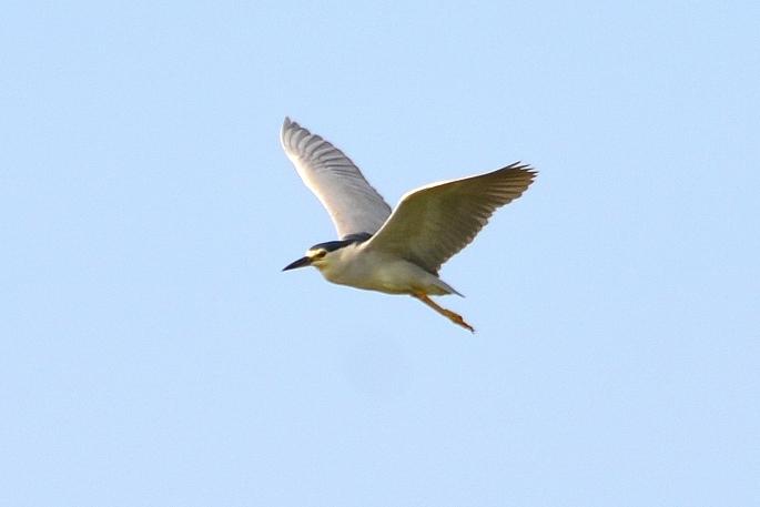 Héron bihoreau, Bihoreau gris Nycticorax nycticorax (Linnaeus, 1758)