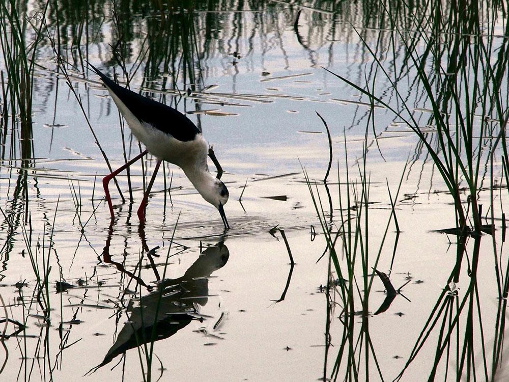 Echasse blanche Himantopus himantopus (Linnaeus, 1758)