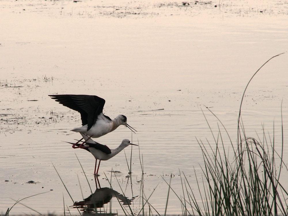 Echasse blanche Himantopus himantopus (Linnaeus, 1758)