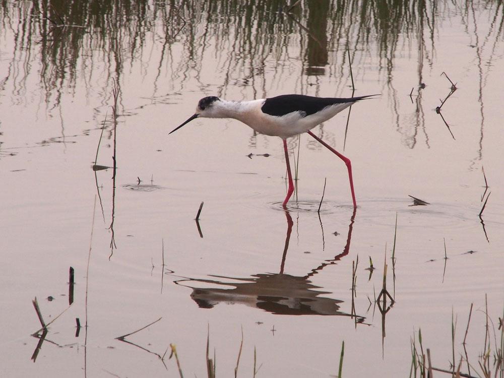 Echasse blanche Himantopus himantopus (Linnaeus, 1758)
