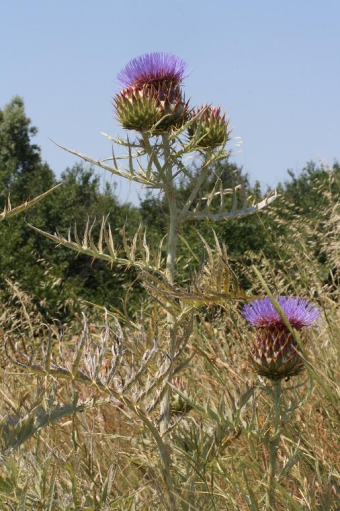 Cardon, Carde Cynara cardunculus L., 1753