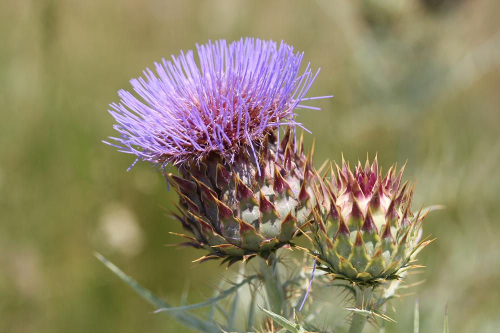Cardon, Carde Cynara cardunculus L., 1753