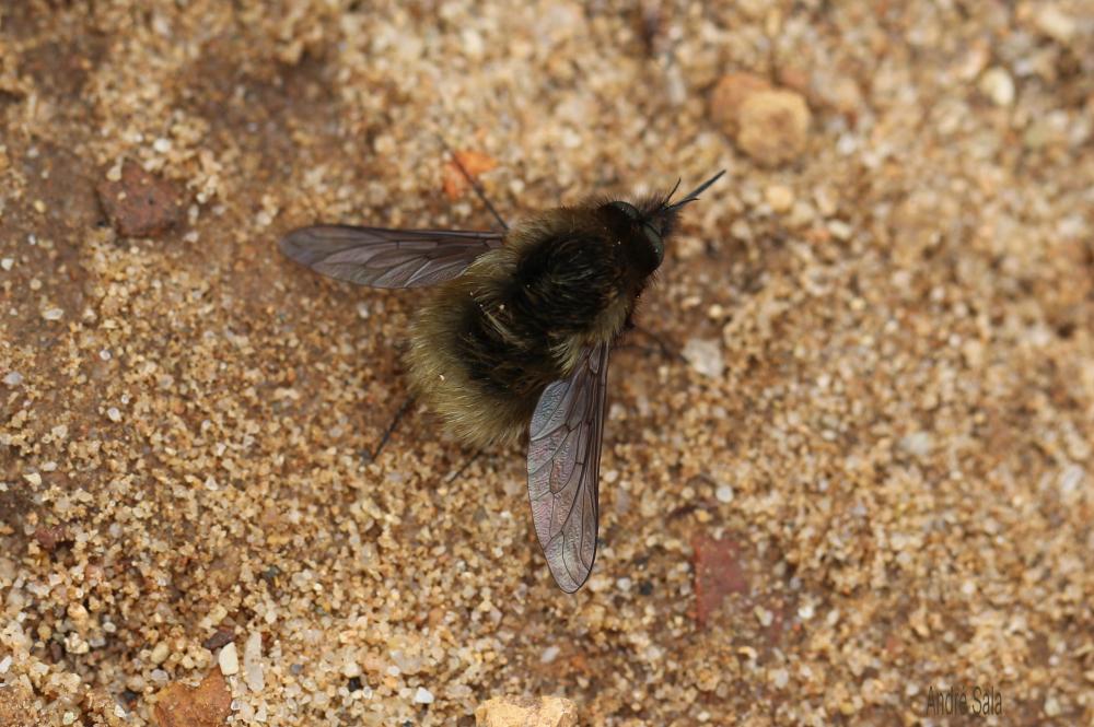 Bombylius Linnaeus, 1758