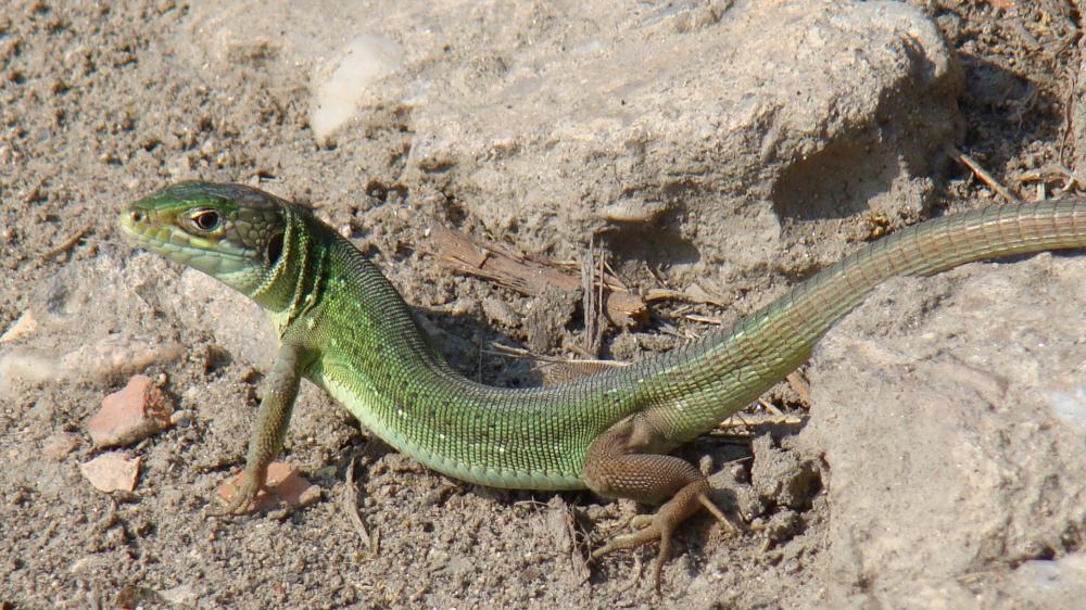 Lézard vert Lacerta bilineata Daudin, 1802