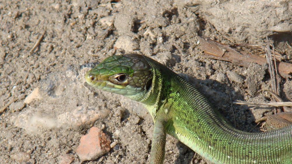 Lézard vert Lacerta bilineata Daudin, 1802