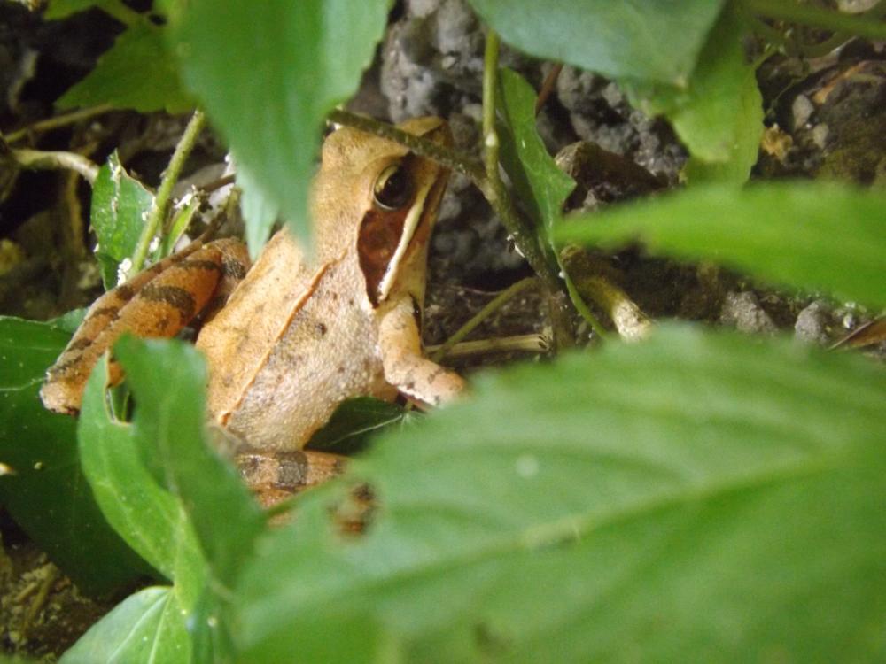 Grenouille agile Rana dalmatina Fitzinger in Bonaparte, 1838