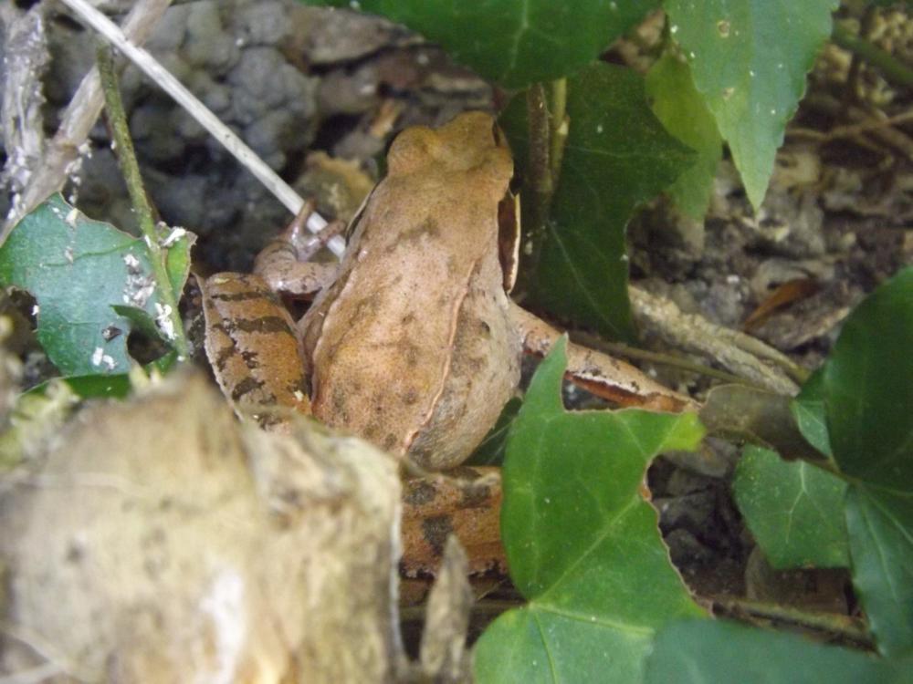 Grenouille agile Rana dalmatina Fitzinger in Bonaparte, 1838