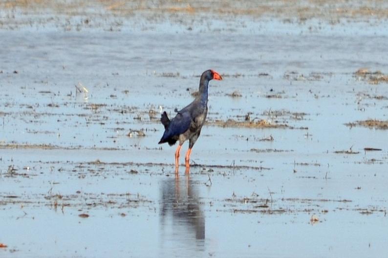 Poule sultane, Talève sultane, Porphyrion bleu Porphyrio porphyrio (Linnaeus, 1758)