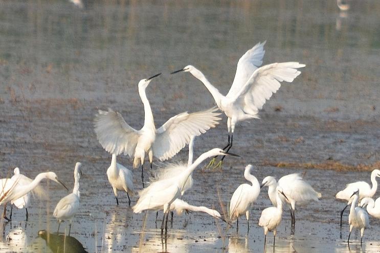 Aigrette garzette Egretta garzetta (Linnaeus, 1766)