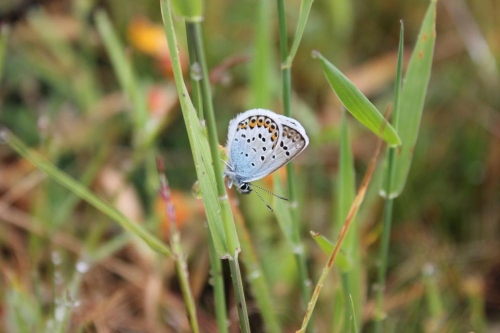 Azuré de l'Ajonc (L'), Argus bleu-violet (L'), Arg Plebejus argus (Linnaeus, 1758)