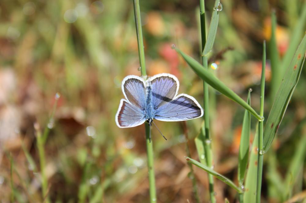 Azuré de l'Ajonc (L'), Argus bleu-violet (L'), Arg Plebejus argus (Linnaeus, 1758)