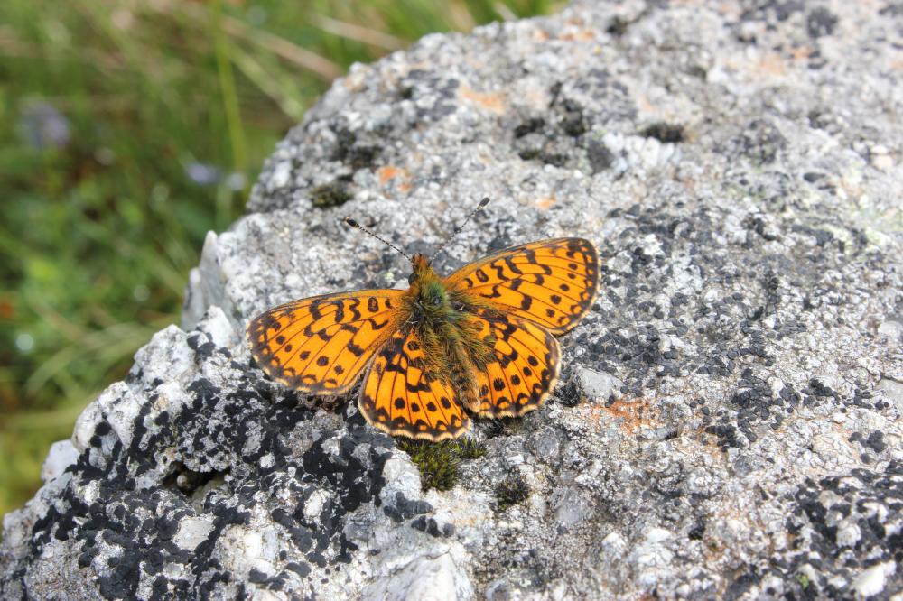Petit Collier argenté (Le), Nacré fléché (Le) Boloria selene (Denis & Schiffermüller, 1775)
