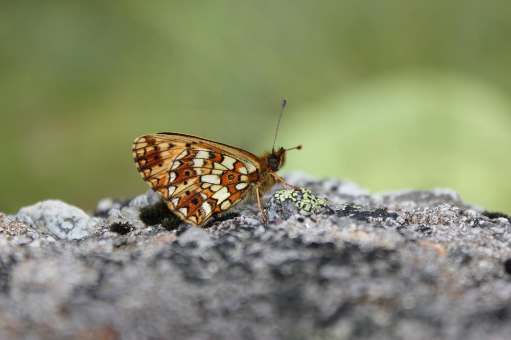 Petit Collier argenté (Le), Nacré fléché (Le) Boloria selene (Denis & Schiffermüller, 1775)