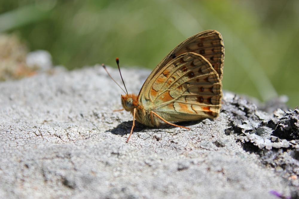Chiffre (Le) Fabriciana niobe (Linnaeus, 1758)