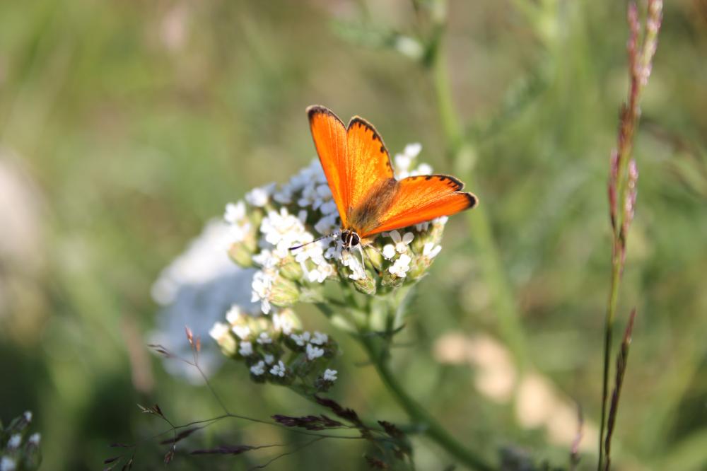 Cuivré de la Verge-d'or (Le), Cuivré satiné (Le), Lycaena virgaureae (Linnaeus, 1758)