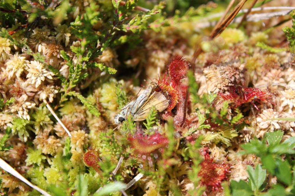 Rossolis à feuilles rondes Drosera rotundifolia L., 1753