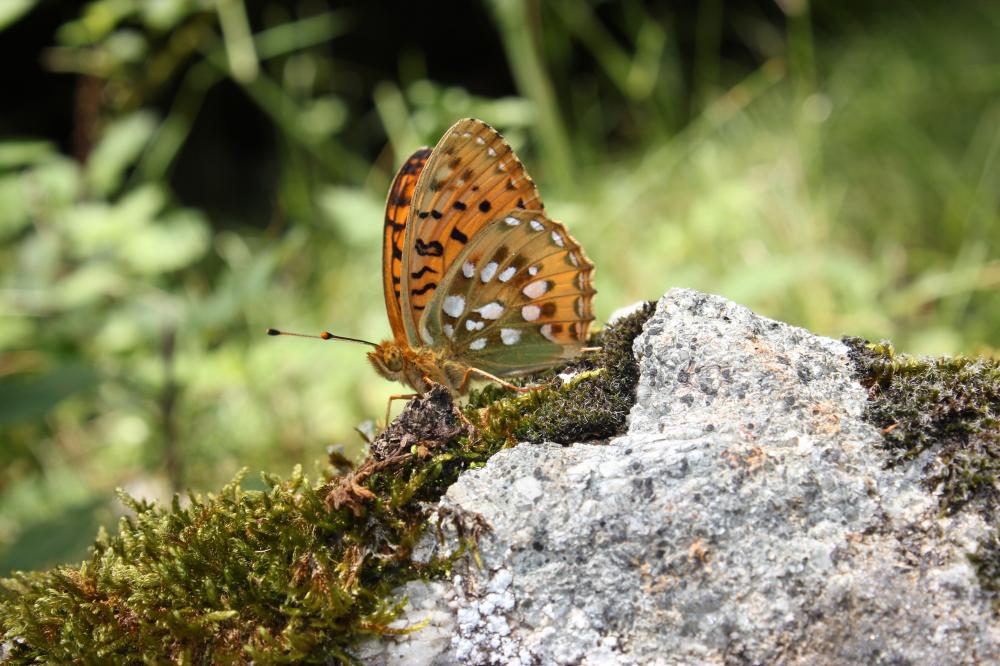 Grand Nacré (Le), Aglaé (L'), Moyen-Nacré (Le) Speyeria aglaja (Linnaeus, 1758)