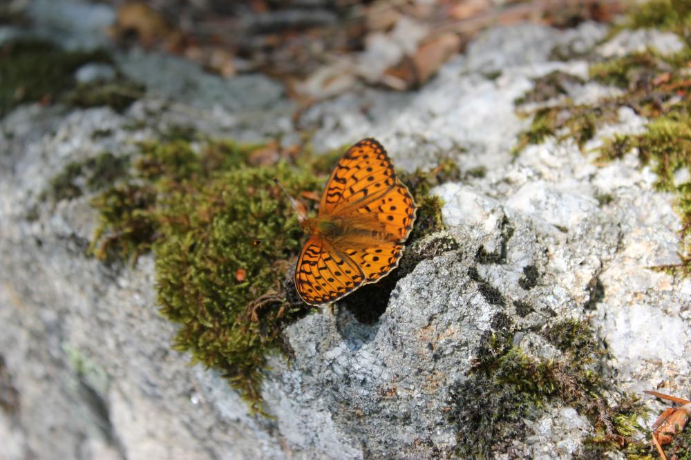Grand Nacré (Le), Aglaé (L'), Moyen-Nacré (Le) Speyeria aglaja (Linnaeus, 1758)