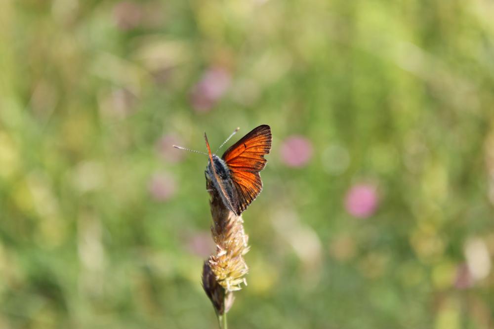 Cuivré écarlate (Le) Lycaena hippothoe (Linnaeus, 1760)