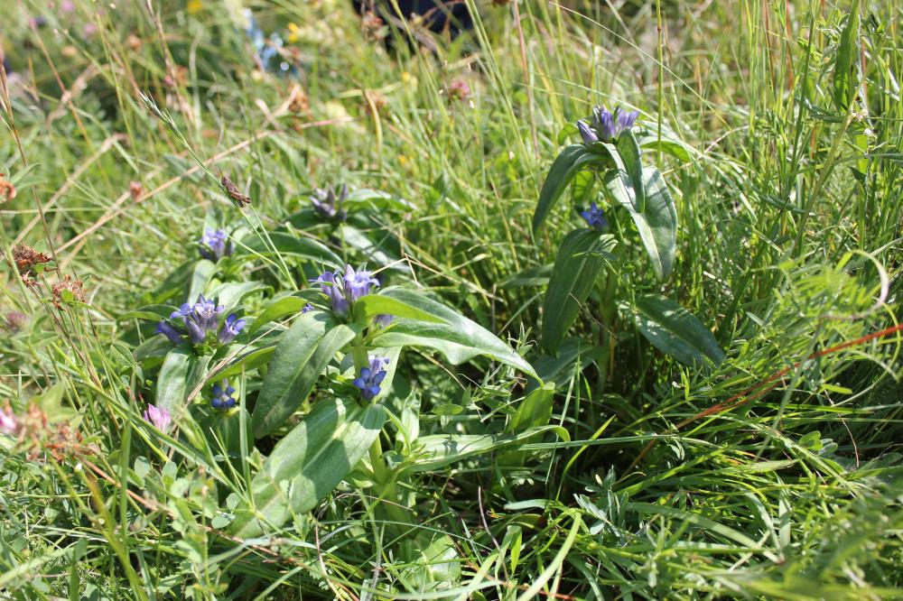 Gentiane croisette Gentiana cruciata L., 1753