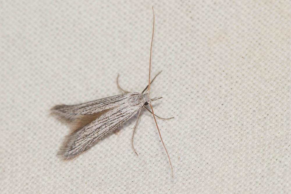 Pterolonche inspersa Staudinger, 1859