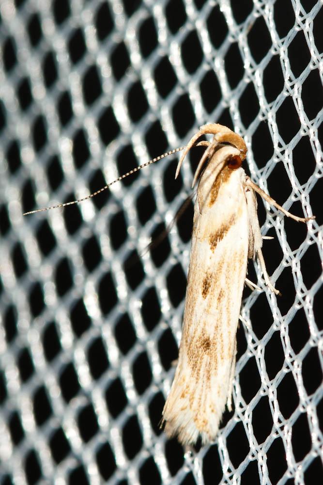  Stomopteryx detersella (Zeller, 1847)