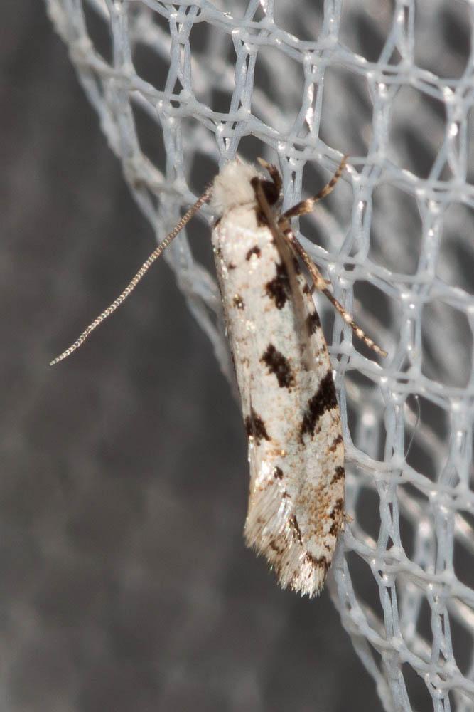 Nemapogon nevadella (Caradja, 1920)