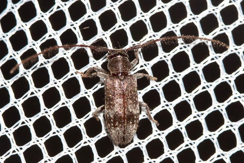 Exocentrus adspersus Mulsant, 1846