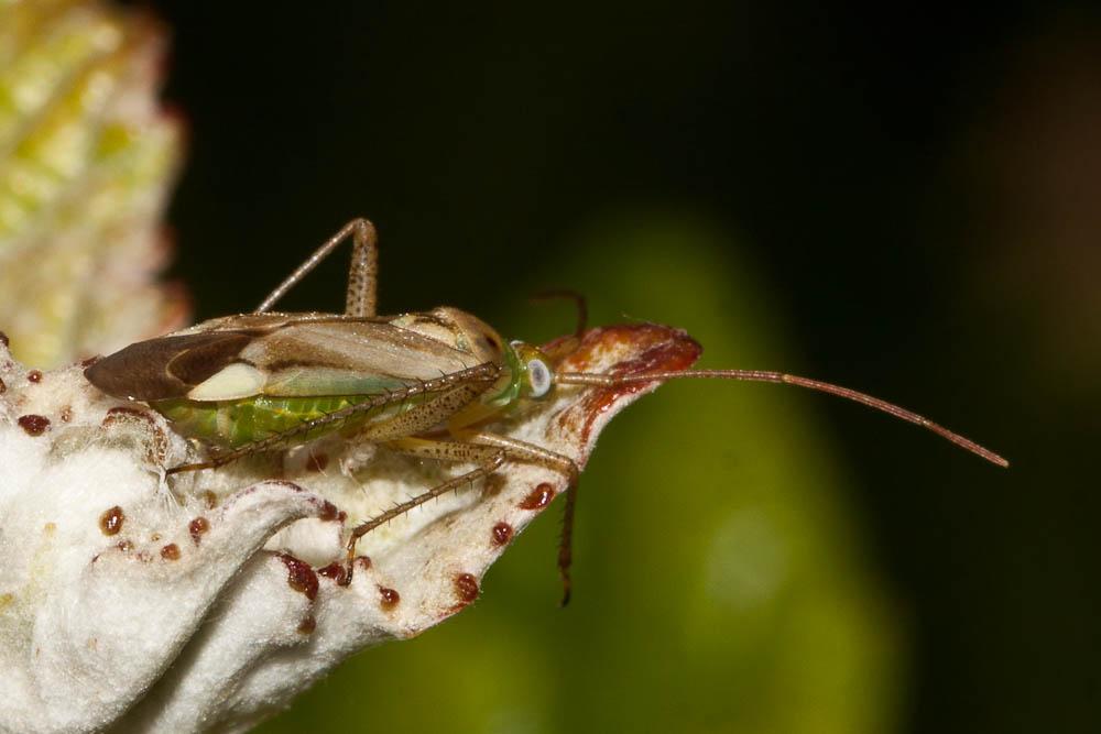 Adelphocoris quadripunctatus (Fabricius, 1794)
