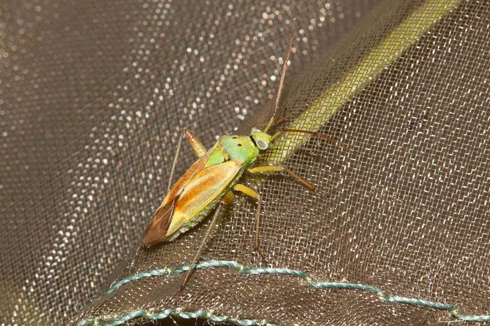  Closterotomus norwegicus (Gmelin, 1790)