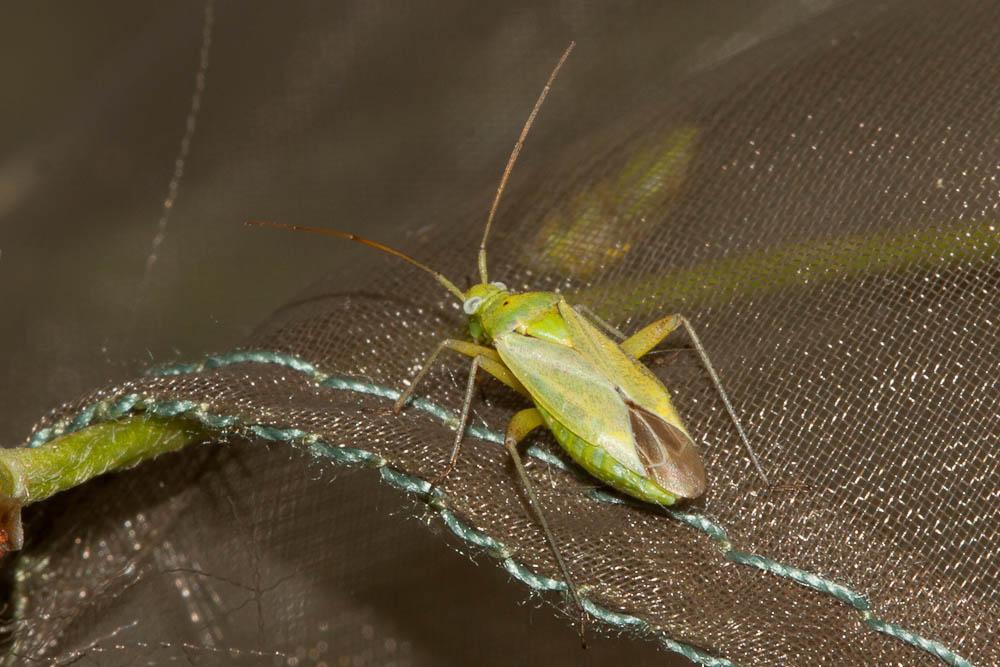  Closterotomus norwegicus (Gmelin, 1790)