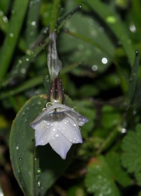 Iphéion Tristagma uniflorum (Lindl.) Traub, 1963