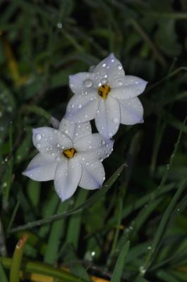Iphéion Tristagma uniflorum (Lindl.) Traub, 1963